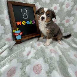 Tang - Blue merle Toy Australian Shepherd puppy in San Tan Valley, Arizona from Arcola Ranch Toy Aussies