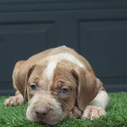 Boy 2 - Lilac tri-color male American Bully puppy in Lubbock, Texas from Villainous K9’s