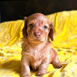 Miss Justice - Chocolate and tan female Dachshund puppy in Austin, Texas from Duchess Daphne's Doxie Empire