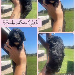Girl 4 - Black female Goldendoodle puppy in Cullman, Alabama from Sunflower Doodles