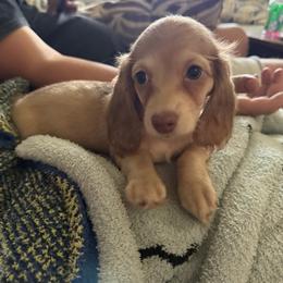 Belle - Cream female Dachshund puppy in Mountain Home, Arkansas from Furry Friends Kennel