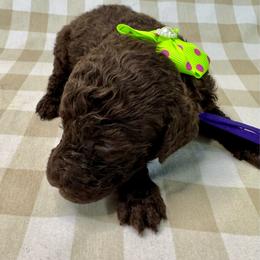 Maple - Chocolate female Labradoodle puppy in Candler, North Carolina from Maple Bakin’ Doodles