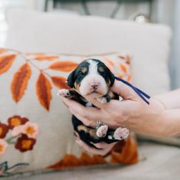 Hazelnut - Tri-color female Bernedoodle puppy in Murray, Utah from Sun Valley Doodles