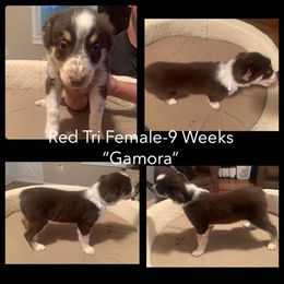 Australian Shepherd Puppies from Virginia Australian Shepherds