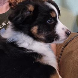 Oliver - Black tri male Toy Australian Shepherd puppy in Windom, Texas from Wild Farm Puppies