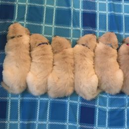 Golden Retriever Puppies from Goldens for You