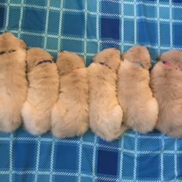 Golden Retriever Puppies from Goldens for You