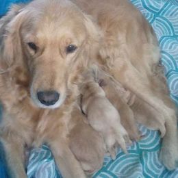 Golden Retrievers and Yorkshire Terriers from SanJenns Goldens