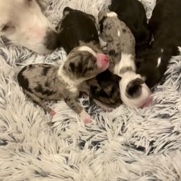 Aussiedoodle and Miniature Australian Shepherd Puppies from Biggie Ranch