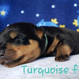 Rottweiler Puppies from Von Hunter Rottweilers