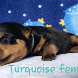 Rottweiler Puppies from Von Hunter Rottweilers