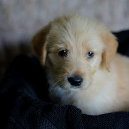 Labradoodle and Labrador Retriever Puppies from Moore than Dogs