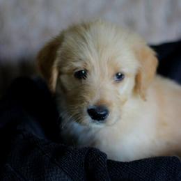 Labradoodle and Labrador Retriever Puppies from Moore than Dogs