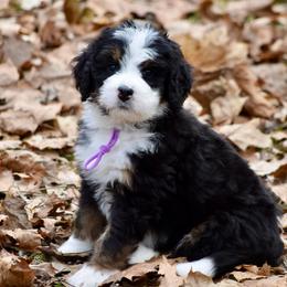Purple girl - Tri-color female Bernedoodle puppy in Waukesha, Wisconsin from Bernedoodle Boutique (and Cavapoos)