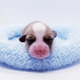 American Corgi and Pembroke Welsh Corgi Puppies from Whimsical Treasure Corgis