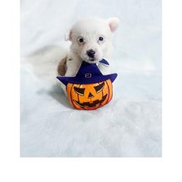 Biscuit - Sable male Pembroke Welsh Corgi puppy in Saint George, South Carolina from Carolina cotton candy corgis
