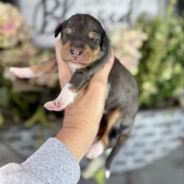 Mocha - Phantom female Pyredoodle puppy in Bowling Green, Ohio from FDF Pyredoodles & Bernedoodles