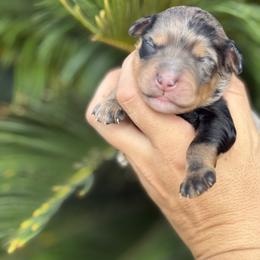 Aussiedoodle and Miniature Australian Shepherd Puppies from DLT MiniAussie