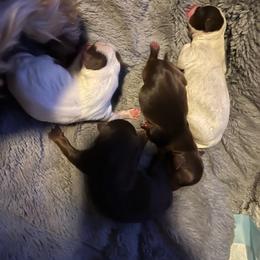 Boy 2 - Chocolate, tan and white male Yorkshire Terrier puppy in Jacksonville, North Carolina from A1 Designer Pups and More