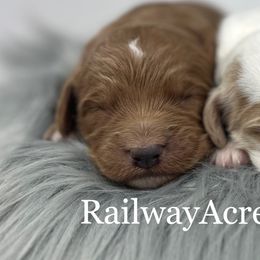 F1b Mini Girl 1 - Red  female Goldendoodle puppy in Milford, Indiana from Railway Acres Kennel