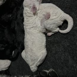 Goldendoodle, Golden Retriever, and Poodle Puppies from Angelic Goldens