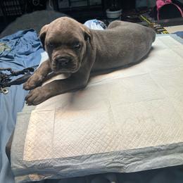Boy 2 - Gray male Cane Corso puppy in Fontana, California from ThinLine Cane Corso