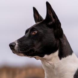 Mira - Basenji