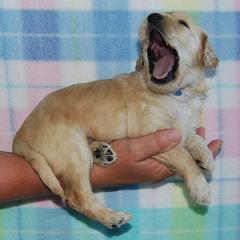 Goldendoodle, Labradoodle, and Double Doodle Puppies from Cedar Hill Labradoodles