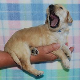 Goldendoodle, Labradoodle, and Double Doodle Puppies from Cedar Hill Labradoodles