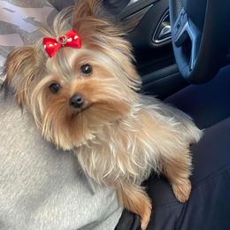 Poodle and Yorkshire Terrier All Grown Up from Granny's Poodles