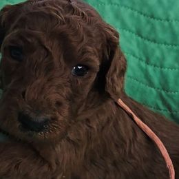 Princess Foxy Red Rosa - Poodle puppy from Rosa Red Standard Poodles