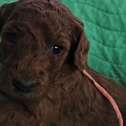 Princess Foxy Red Rosa - Poodle puppy from Rosa Red Standard Poodles
