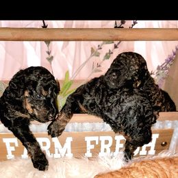 Poodle Puppies from Caboodles of Poodles