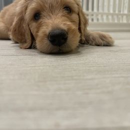 Goldendoodle Puppies from Daisy's Doodles Miami