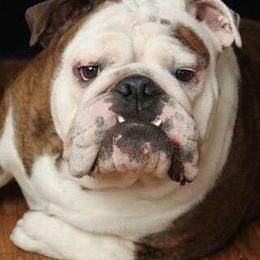 Bulldog All Grown Up from Guinn’s Bulldogs