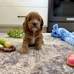 Aurora - Red female Cockapoo puppy in Beresford, South Dakota from DAKOTA DOOD RANCH