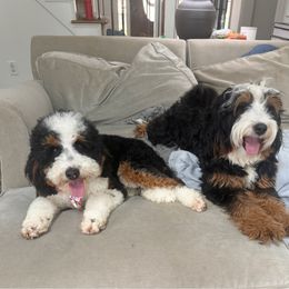 Bernedoodle puppies from Doodles of Buckhead