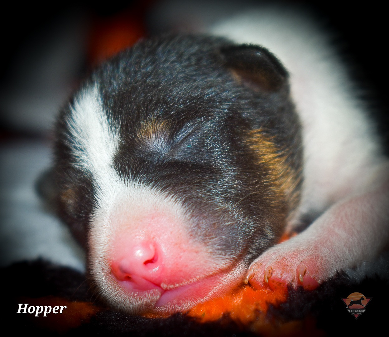 Hopper - Tri-color male Basenji puppy in San Diego, California from Triforce Basenjis