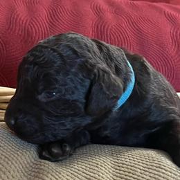 Boy 3 Blue - Liver male Boykin Spaniel puppy in Stapleton, Alabama from Taensas Boykins