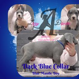 Navy Collar Boy - Blue and white male Great Dane puppy in Longview, Texas from Lazy A Danes