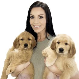 Golden Retrievers from Oro Valley Golden Retrievers