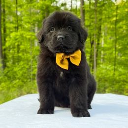 Molly (gold ribbon) - Black female Newfoundland puppy in Falmouth, Michigan from Dyer Lake Newfoundland’s