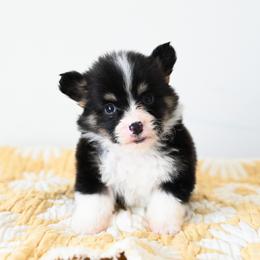 Journey - Black and tan male Pembroke Welsh Corgi puppy in Mona, Utah from Sorensen Corgis