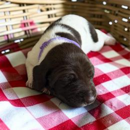 Freedom - Liver and white female German Shorthaired Pointer puppy in Polk City, Florida from Yates’ GSP