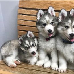 Siberian Huskies from Country Roads Huskies