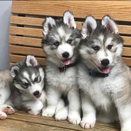 Siberian Huskies from Country Roads Huskies