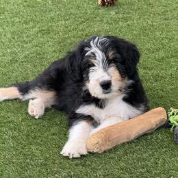 Antonia - Black tri-color female Aussiedoodle puppy in Peyton, Colorado from Colorful Colorado Aussiedoodles