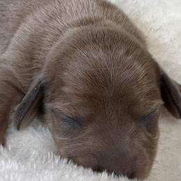 Sunny - Sable female Dachshund puppy in Wallingford, Kentucky from Hensley Homestead Dachshunds