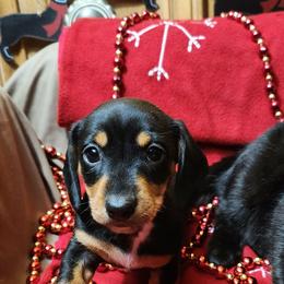 Black and tan smooth - Black and tan female Dachshund puppy in West Plains, Missouri from Spring Creek Dachshunds