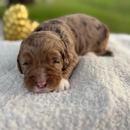 Pongo - Chocolate merle male Bernedoodle puppy in Fort Pierce, Florida from Gentle Giants Doodle Co.